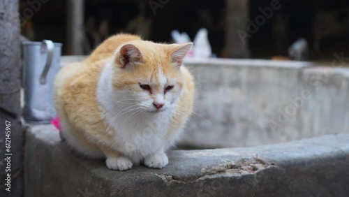cat resting in a stable barn with wind moving its fur hair, cat with rheum sleep, cataracts laganas or eye illness, cute yellow cat pet portrait