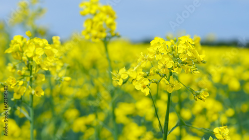canola fields bright yellow flowers used in production of canola oil and butter - generative ai