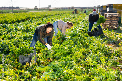 Asian woman harvesting celery with multiethnic co-workers on plantation.