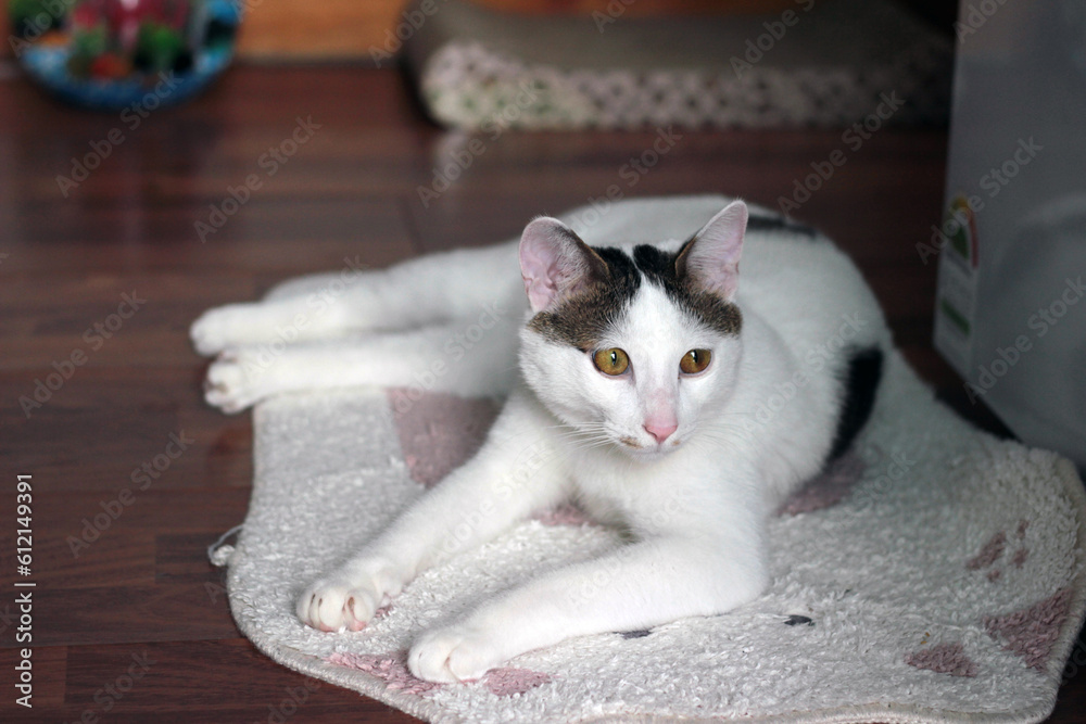 © algorithm - Daily concept of Japanese Bobtail cat living at home