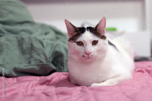 Daily concept of Japanese Bobtail cat living at home