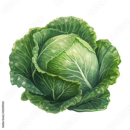 cabbage organic salad, a healthy vegetarian meal