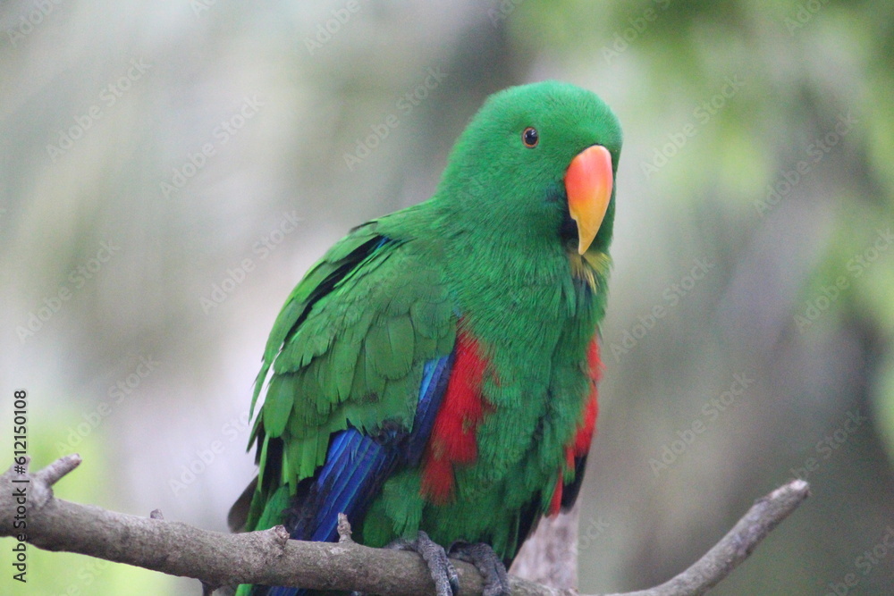 Colorful Bird