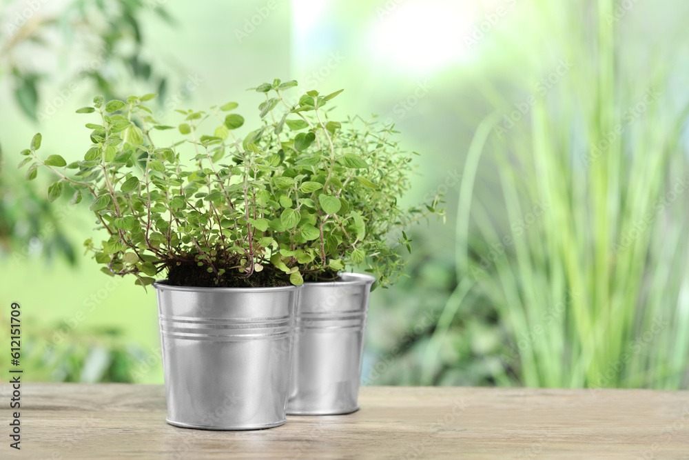 Fototapeta premium Aromatic potted oregano and thyme on wooden table. Space for text