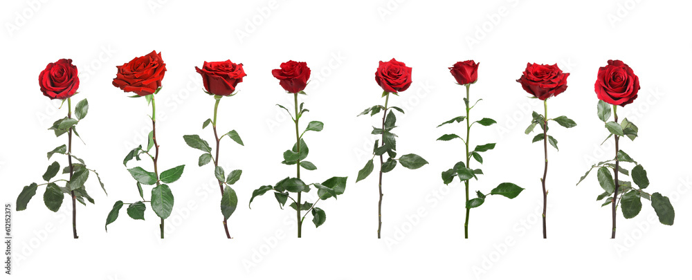 Set of beautiful red roses on white background Set of beautiful red roses on white background