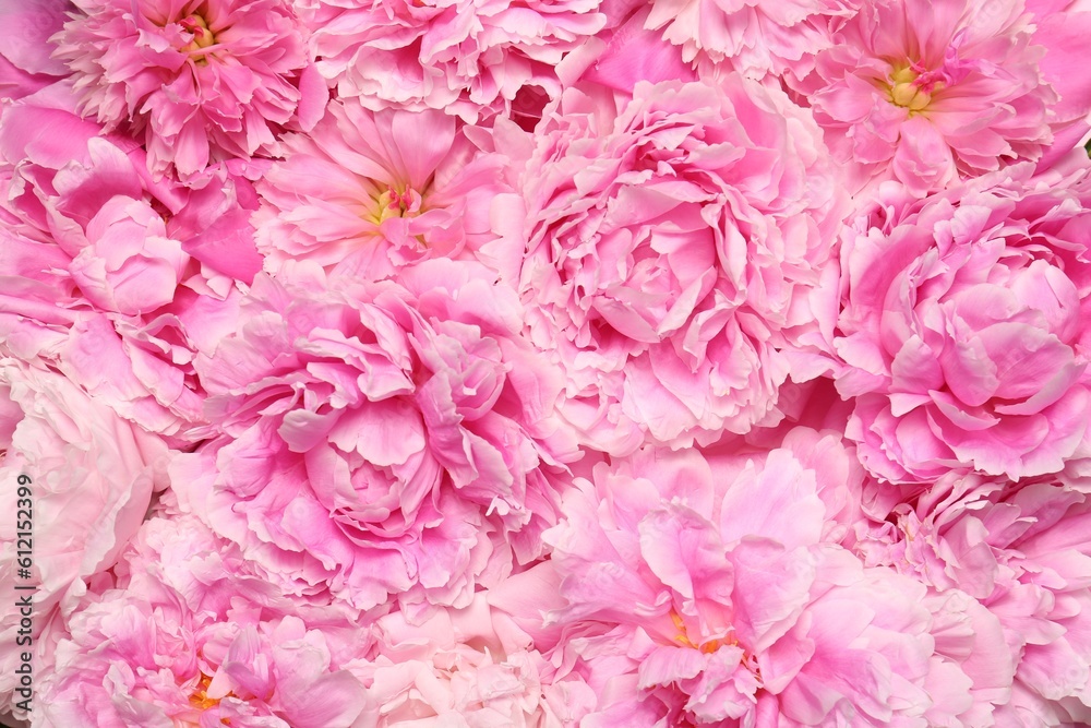 Beautiful aromatic peony flowers as background, closeup