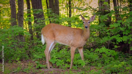 A female white-tailed deer at the edge of a clearing in Brunswick, ME nibbles on leaves after looking at the camera.