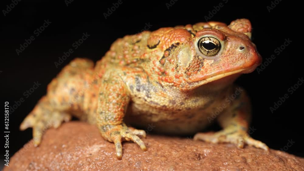 Close-up shot of an American Toad. Shot in Minnesota. Close-up shot of an American Toad. Shot in Minnesota.