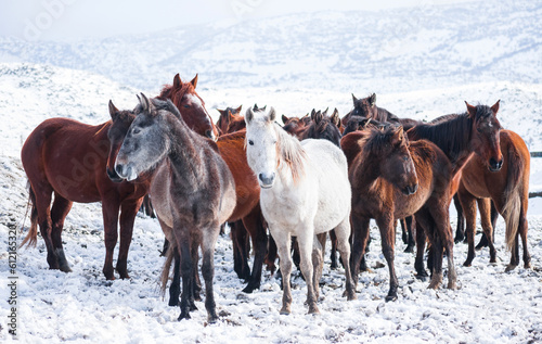 Wild Horses in Winter © Apostolos