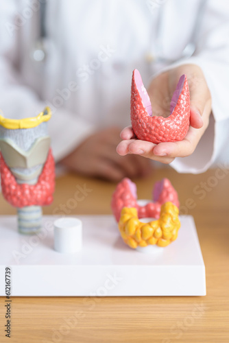 Doctor with human Thyroid anatomy model. Hyperthyroidism, Hypothyroidism, Hashimoto Thyroiditis, Thyroid Tumor and Cancer, Postpartum, Papillary Carcinoma and Health concept
