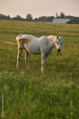 Fototapeta Naklejka Na Ścianę i Meble -  White Horse