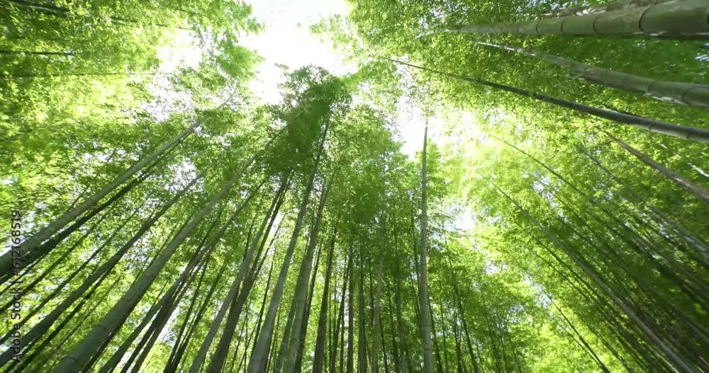A green bamboo forest in spring sunny day wide shot panning