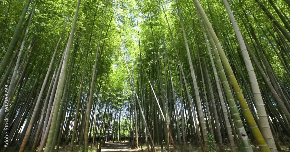 A green bamboo forest in spring sunny day wide shot tilt down A green bamboo forest in spring sunny day wide shot tilt down