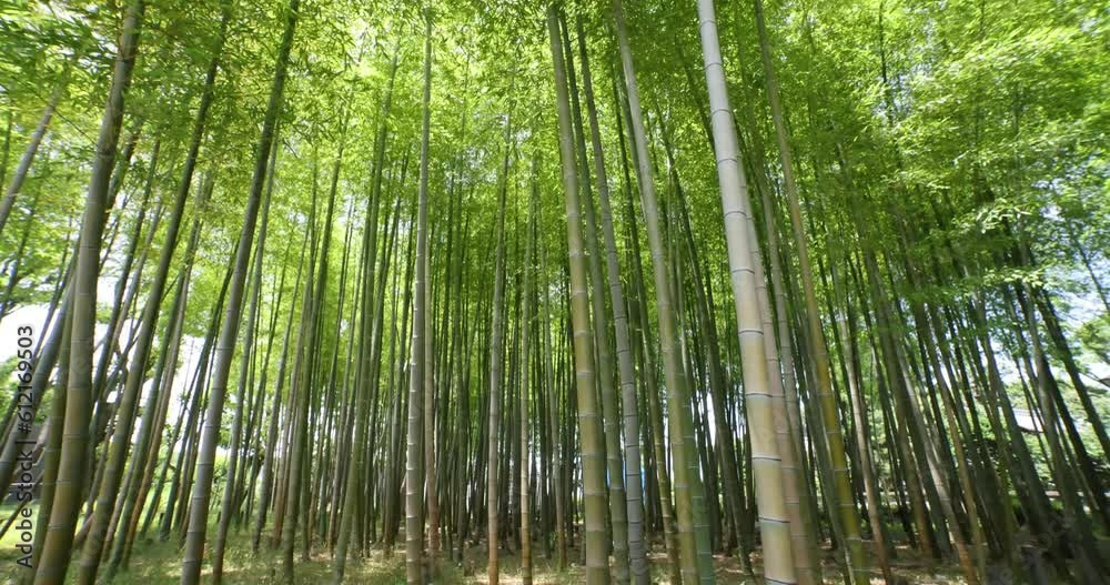 A green bamboo forest in spring sunny day wide shot A green bamboo forest in spring sunny day wide shot