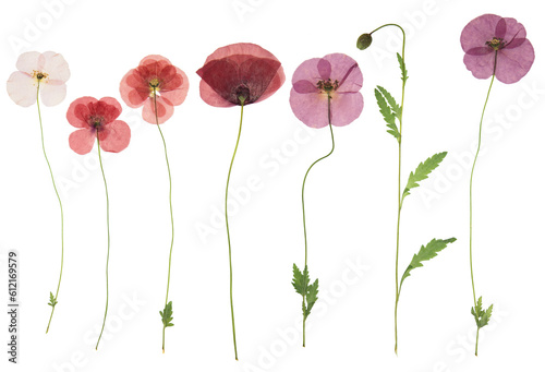Pressed and dried flower poppy, isolated on white background. For use in scrapbooking, floristry or herbarium.