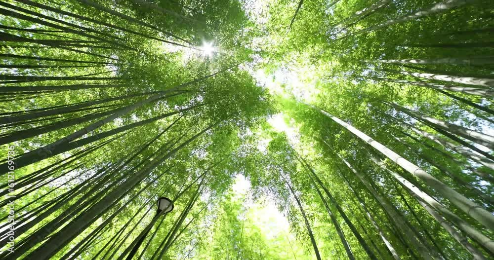 A green bamboo forest in spring wide shot low angle A green bamboo forest in spring wide shot low angle