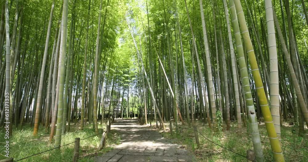 A green bamboo forest in spring sunny day wide shot A green bamboo forest in spring sunny day wide shot