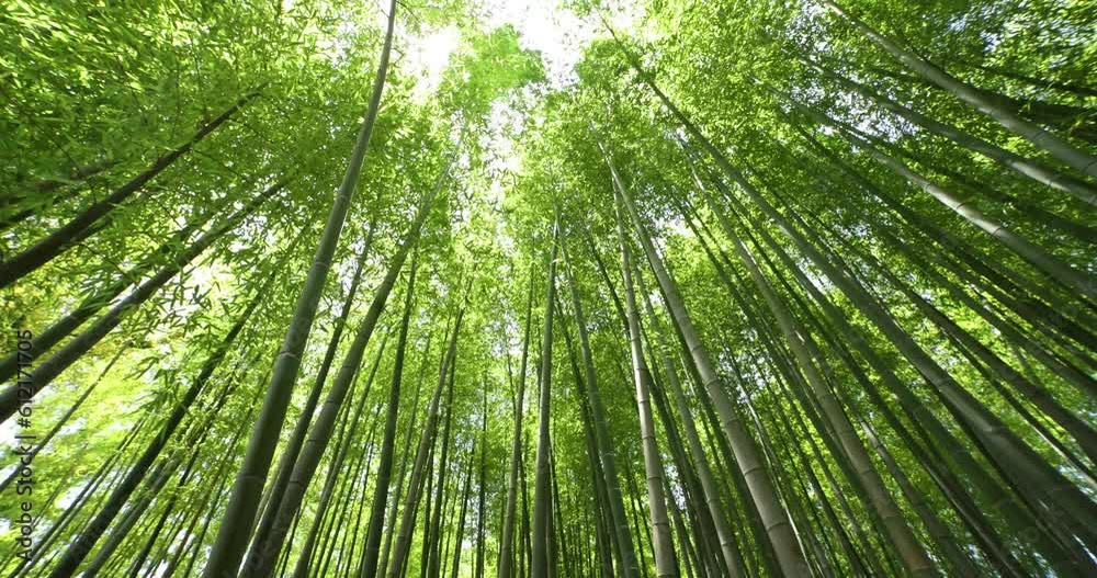A green bamboo forest in spring wide shot low angle A green bamboo forest in spring wide shot low angle