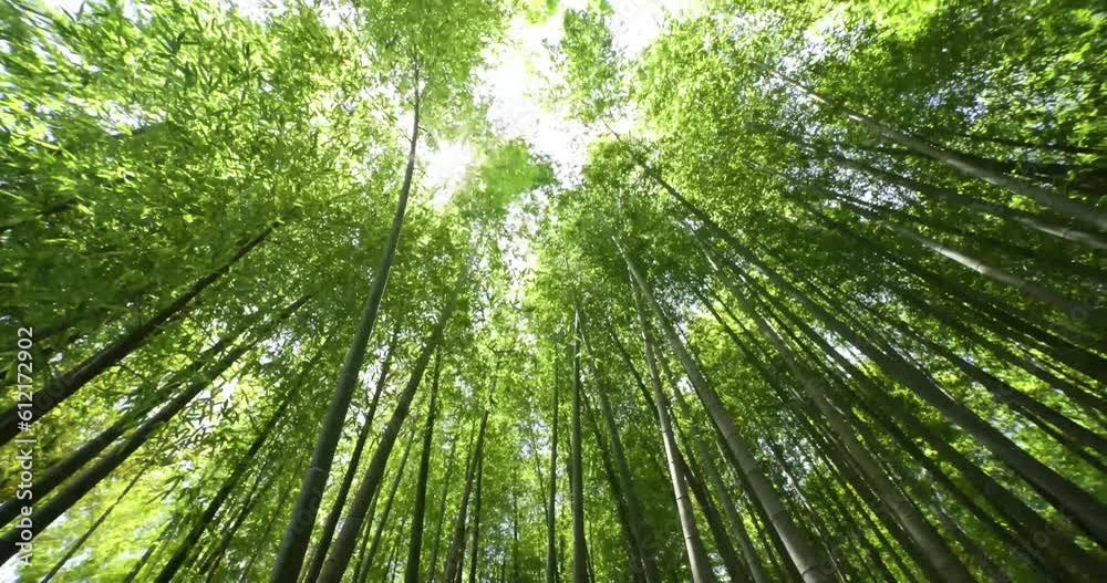 A green bamboo forest in spring sunny day wide shot panning A green bamboo forest in spring sunny day wide shot panning