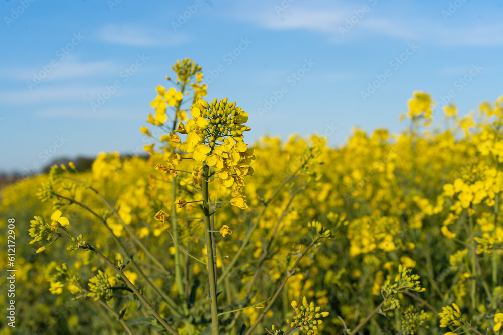 Field of colza rapeseed yellow flowers and blue sky. Oilseed, canola, colza. Nature background. Spring landscape. Ukraine agriculture illustration Field of colza rapeseed yellow flowers and blue sky. Oilseed, canola, colza. Nature background. Spring landscape. Ukraine agriculture illustration