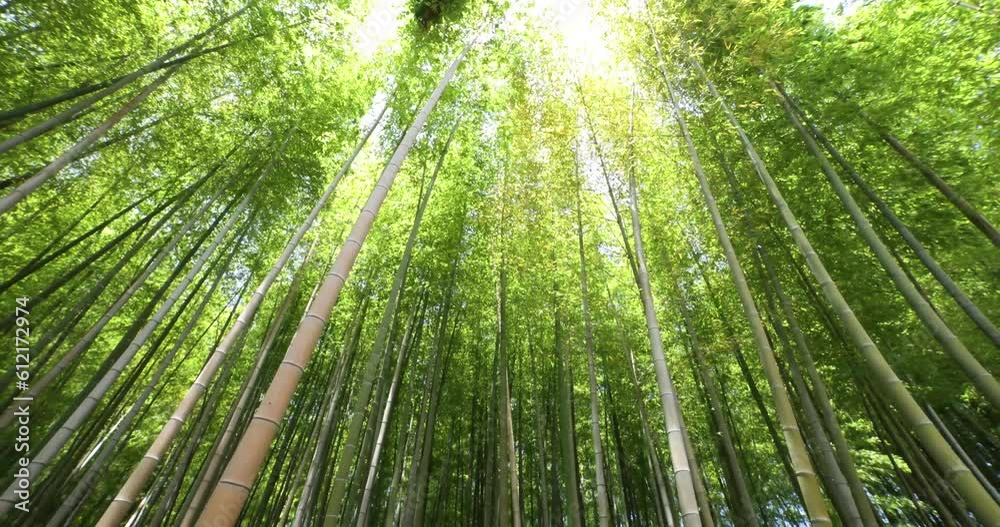 A green bamboo forest in spring sunny day wide shot tilt down A green bamboo forest in spring sunny day wide shot tilt down