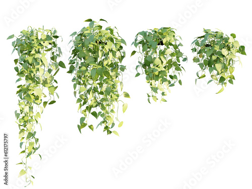 Photo isolated hanging photos plant, in 4 different variation, best use for landscape design, postpro render visualization