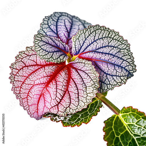 Begonia Rex  Begonia