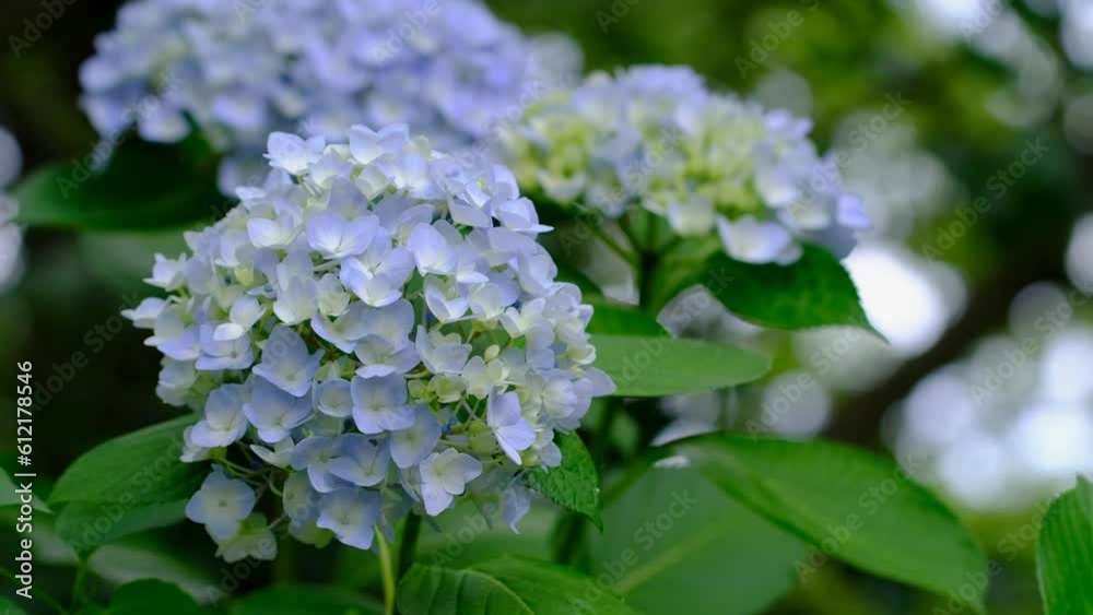 風に揺れる紫陽花の花