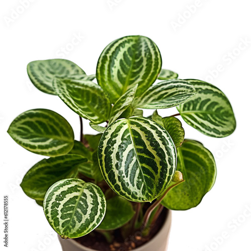 Peperomia, plant