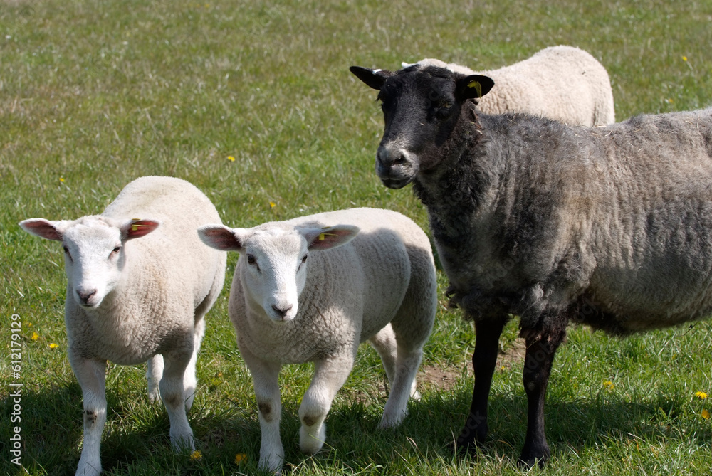 Sweden,Gotland Sheep Sweden,Gotland Sheep
