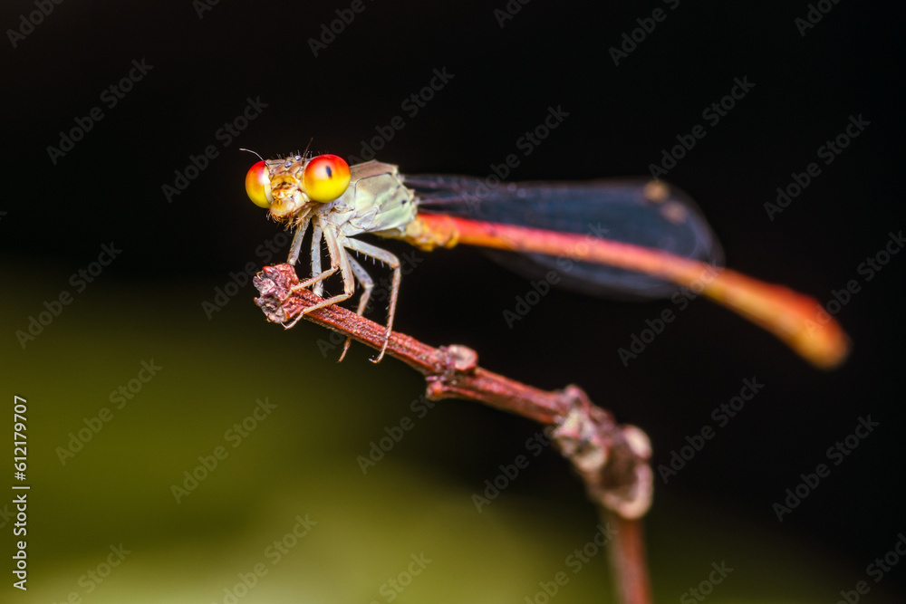 A orange damselfly perched on a tree branch and nature background, Selective focus, insect macro, Colorful insect in Thailand.