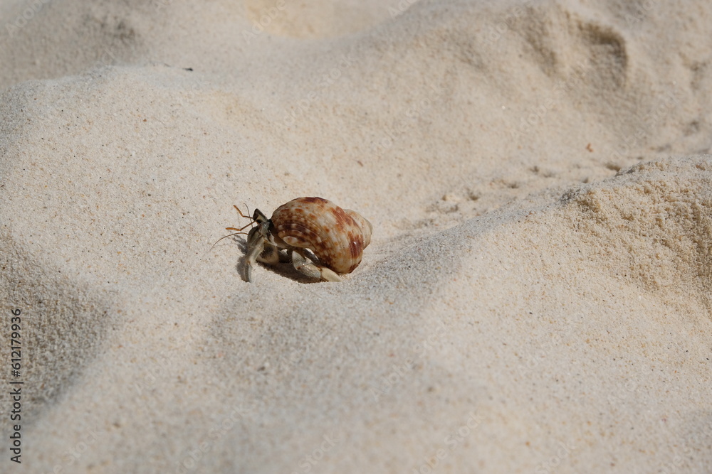 A hermit crab in brown shell is waking on the sand