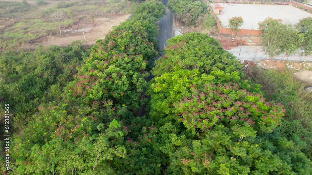 bike going on road between trees top pull back drone shot 4k 30p bike going on road between trees top pull back drone shot 4k 30p