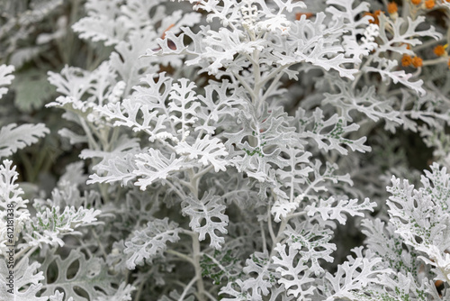 Silver RagWort, a perennial plant belonging to the Asteraceae family. Dusty Miller, Jacobaea maritima, senecio cineraria 