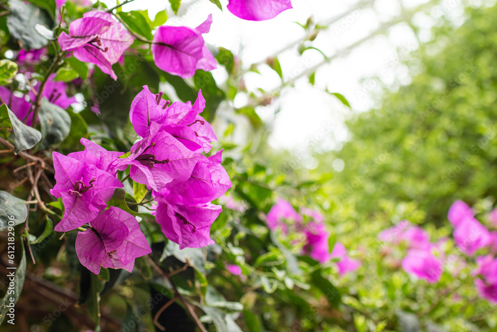Bougainvillea with purple petals found in a botanical garden. Bougainvillea glabra, Paper flower. Bougainvillea with purple petals found in a botanical garden. Bougainvillea glabra, Paper flower.