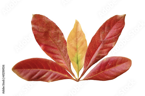 Set of Colorful Leaves - Indian Putat Leaves  photo