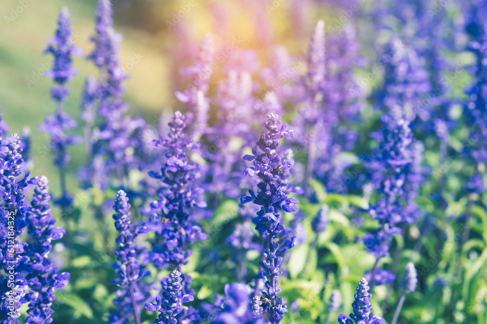 Fototapeta premium Bright blue flowers blooming, Blue salvia, Salvia farinacea Benth, Mealy cap sage. soft focus