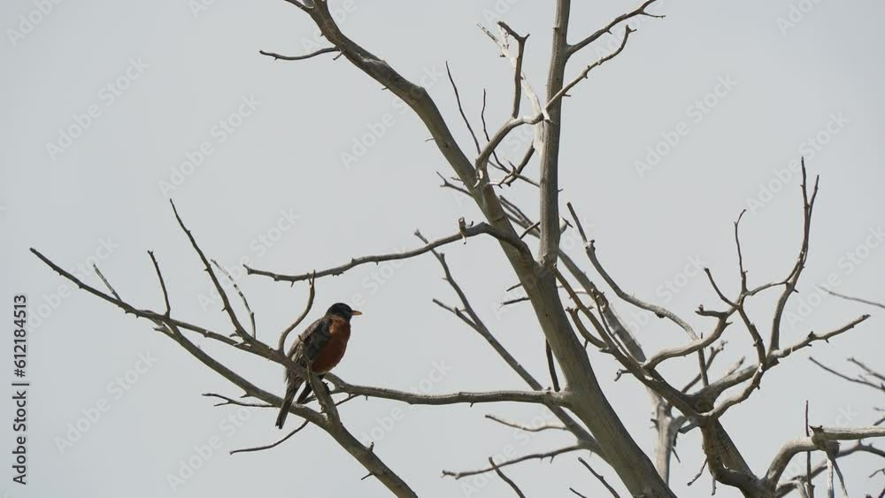 Close up shot of American robin sitting on the tree Close up shot of American robin sitting on the tree
