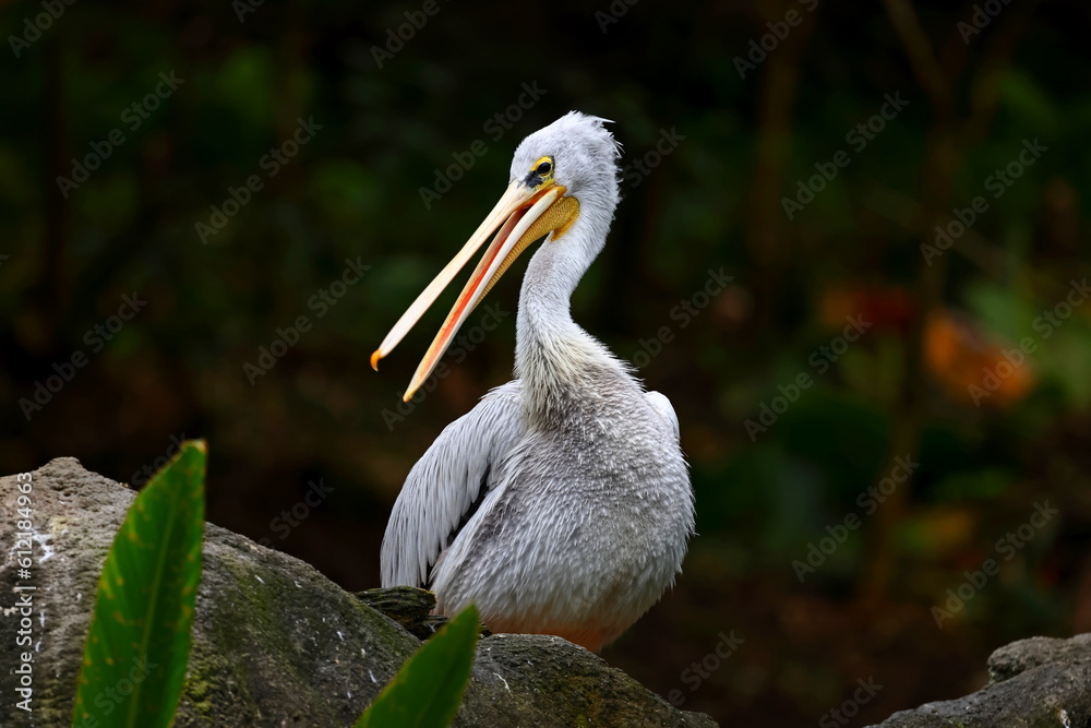 White pelicans at Taipei zoo in Taipei Taiwan White pelicans at Taipei zoo in Taipei Taiwan