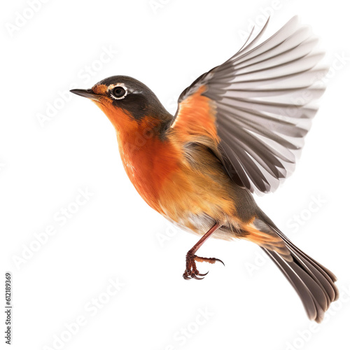 Robin bird Flying in the air with open wingspan isolated on white background, Generative Ai