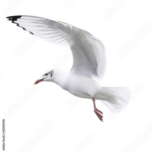 Seagull bird Flying in the air with open wingspan isolated on white background, Generative Ai