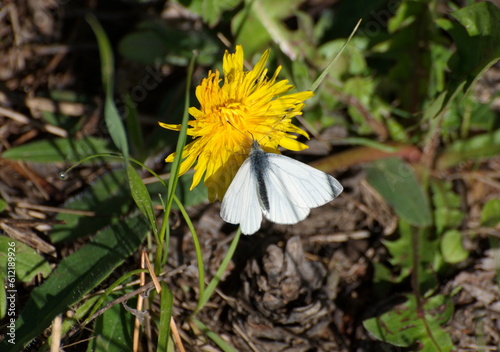 Butterfly Wood White Leptidea sinapis on a dandelion flower on a May morning. Moscow region Russia
