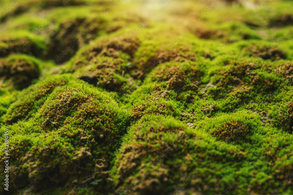Lichen that grows on the rocks in the wild. Lichen that grows on the rocks in the wild.