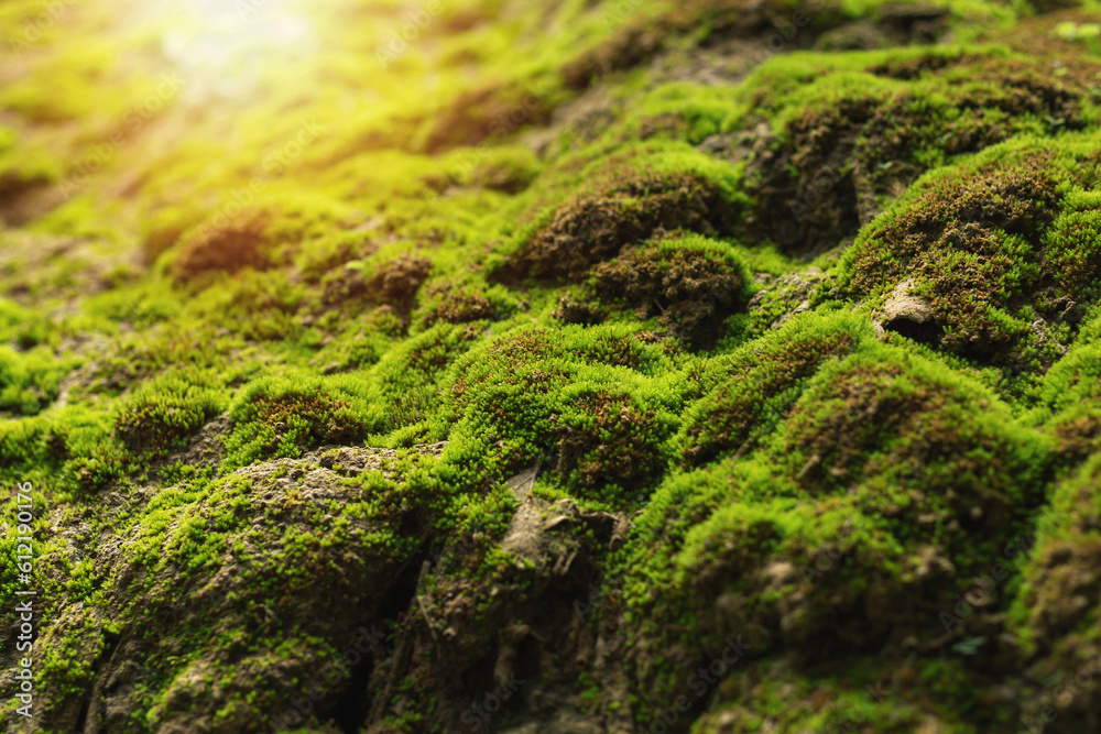 Lichen that grows on the rocks in the wild. Lichen that grows on the rocks in the wild.