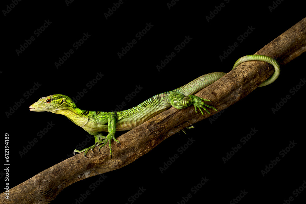 Fototapeta premium Emerald Tree Monitor (Varanus prasinus)