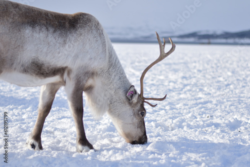 Reindeer in Tromso  Norway. Sledding and reindeer feeding by Sami culture  in cold and snowy winter  near mountains  hills and fjords.