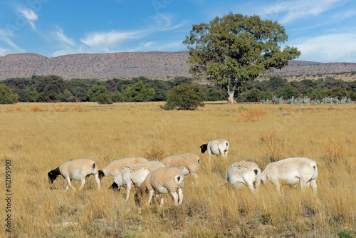 Free-range dorper sheep grazing in native grassland on a rural South African farm.