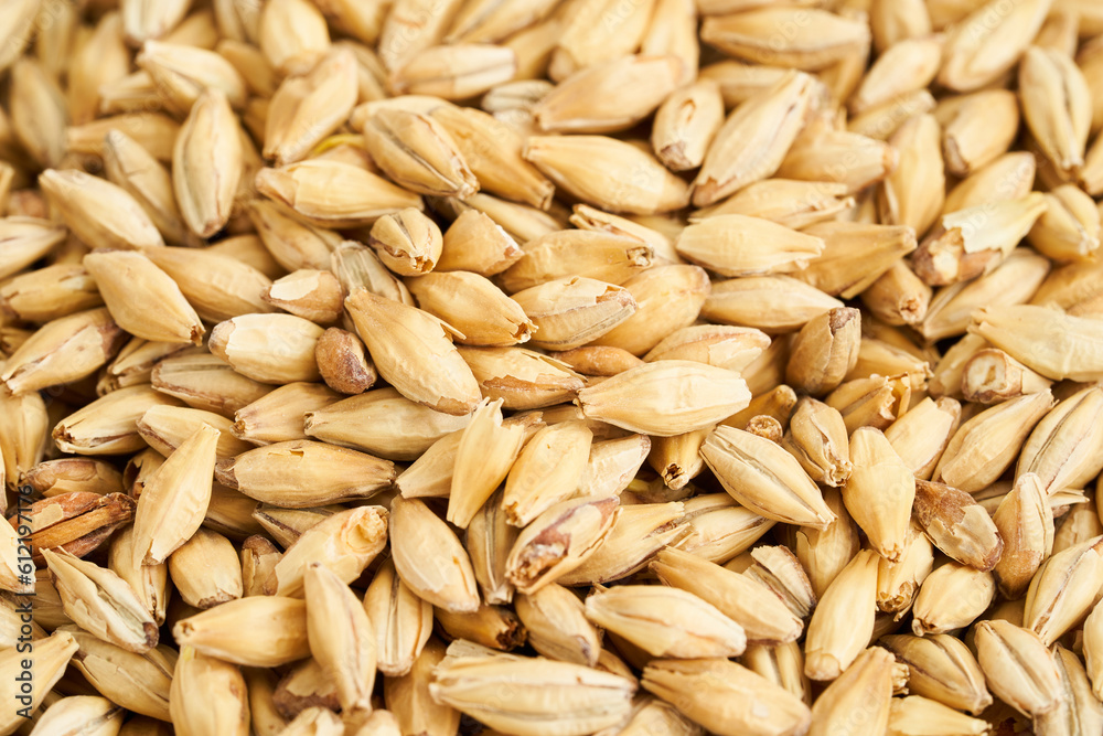 malt barley grain beer whole texture background. close up malt barley grain beer whole texture. malt barley grain beer whole texture food background malt barley grain beer whole texture background. close up malt barley grain beer whole texture. malt barley grain beer whole texture food background