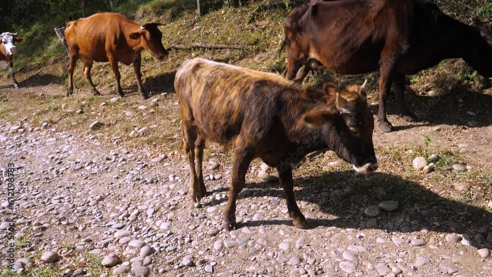 Weak tired calf walking around with herd at alps slow motion Weak tired calf walking around with herd at alps slow motion