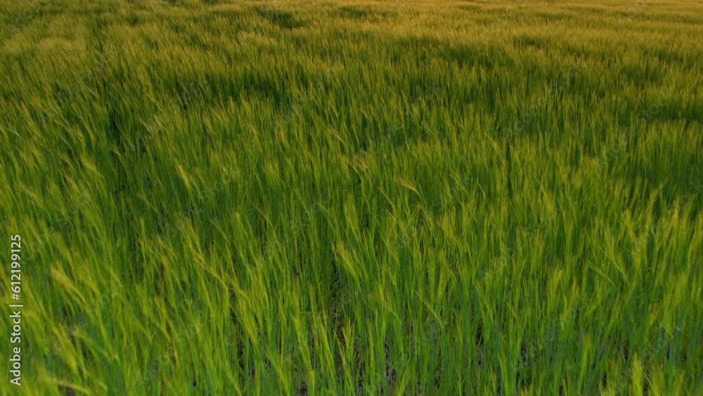 Cinematic tilt up shot of smooth barley growing on field during golden sunset in Poland Cinematic tilt up shot of smooth barley growing on field during golden sunset in Poland